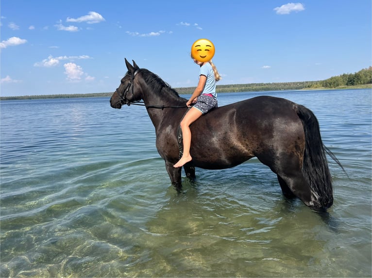 Caballo de salto Oldenburgo Yegua 9 años 167 cm Morcillo in Meerane