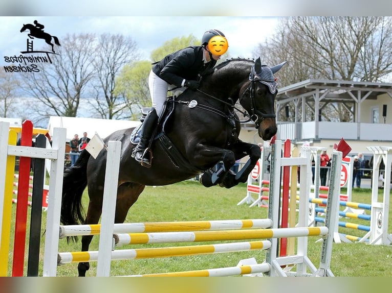 Caballo de salto Oldenburgo Yegua 9 años 167 cm Morcillo in Meerane