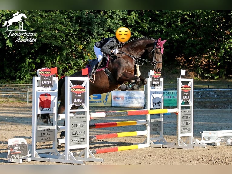 Caballo de salto Oldenburgo Yegua 9 años 167 cm Morcillo in Meerane