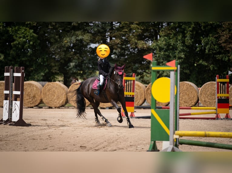 Caballo de salto Oldenburgo Yegua 9 años 167 cm Morcillo in Meerane