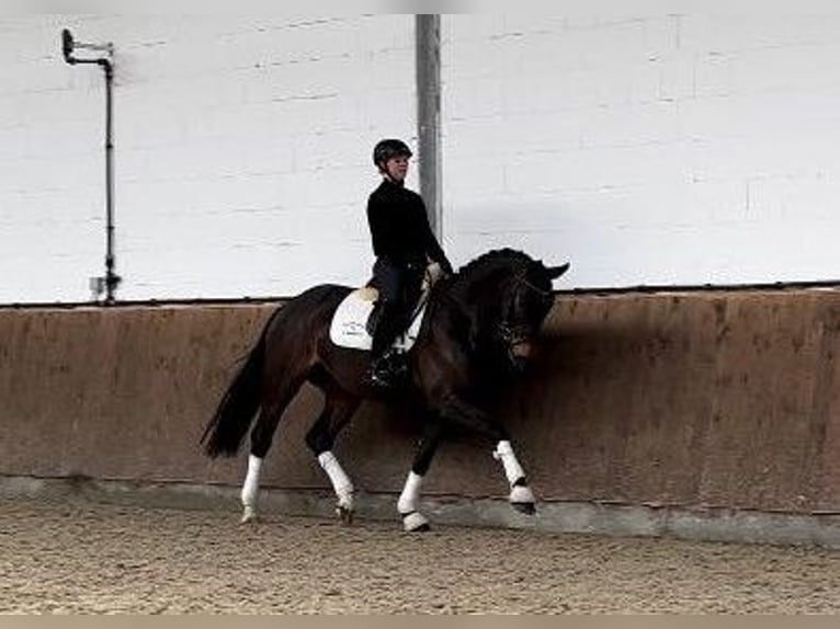 Caballo de salto Oldenburgo Yegua 9 años 168 cm Castaño oscuro in Königheim