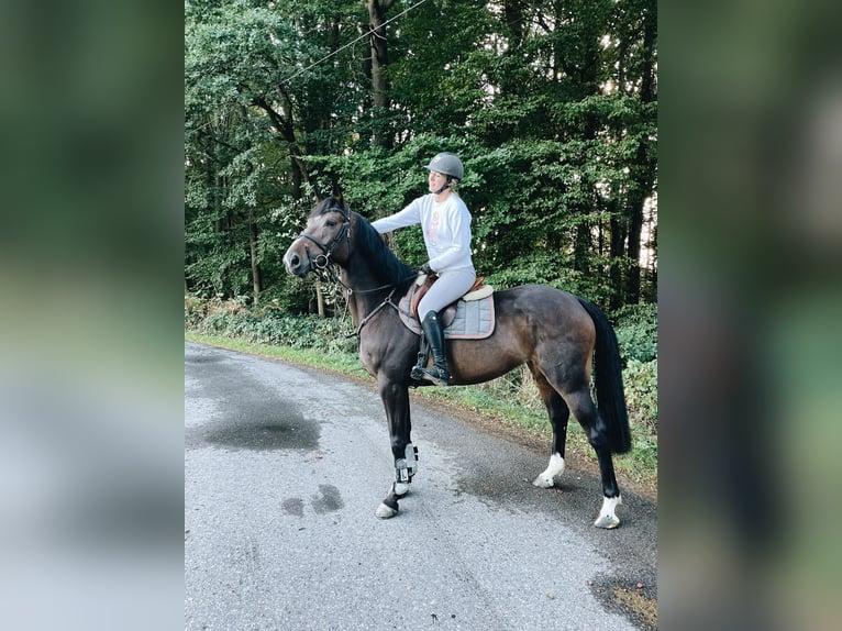 Caballo de salto Oldenburgo Yegua 9 años 168 cm Castaño oscuro in Lübtheen