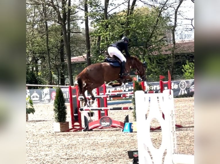 Caballo de salto Oldenburgo Yegua 9 años 170 cm Alazán in Hüllhorst