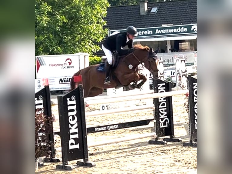 Caballo de salto Oldenburgo Yegua 9 años 170 cm Alazán in Hüllhorst