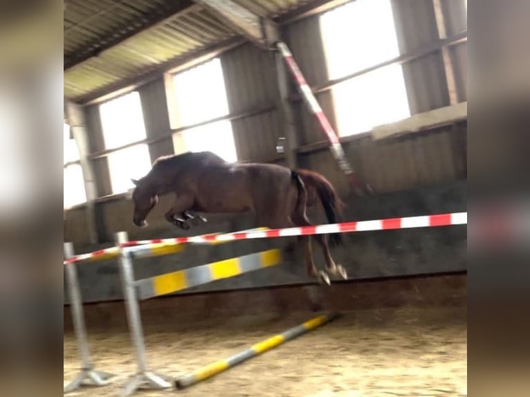 Caballo de salto Oldenburgo Yegua 9 años 170 cm Alazán in Hüllhorst