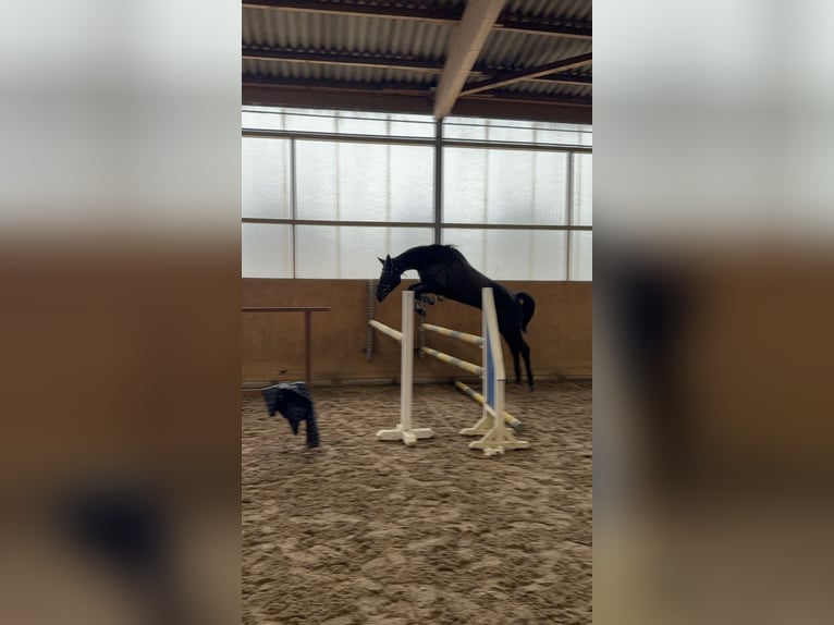Caballo de salto Oldenburgo Yegua 9 años 170 cm Negro in Berlin