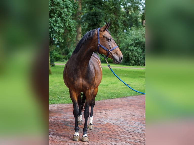 Caballo de salto Oldenburgo Yegua 9 años 172 cm in Löningen