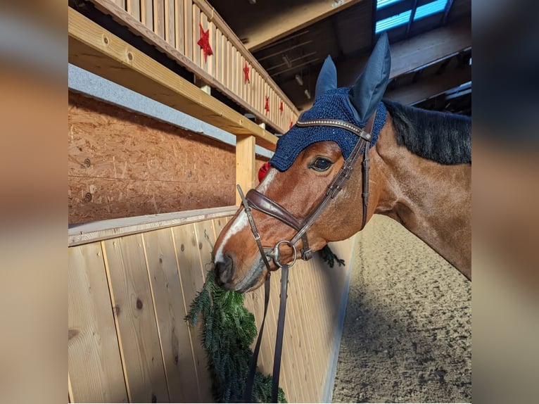 Caballo de salto Oldenburgo Yegua 9 años 172 cm Castaño in Steinheim Caballo de salto Oldenburgo Yegua 9 años 172 cm Castaño in Steinheim