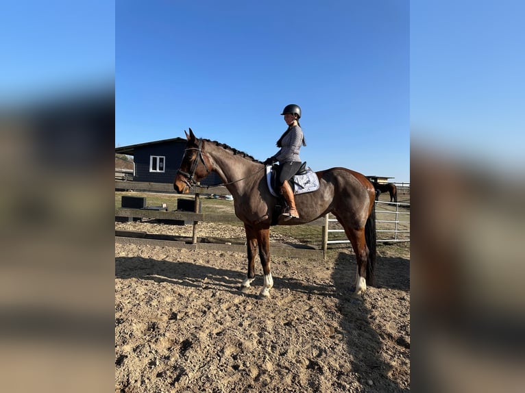 Caballo de salto Oldenburgo Yegua 9 años 172 cm Castaño oscuro in Leipzig