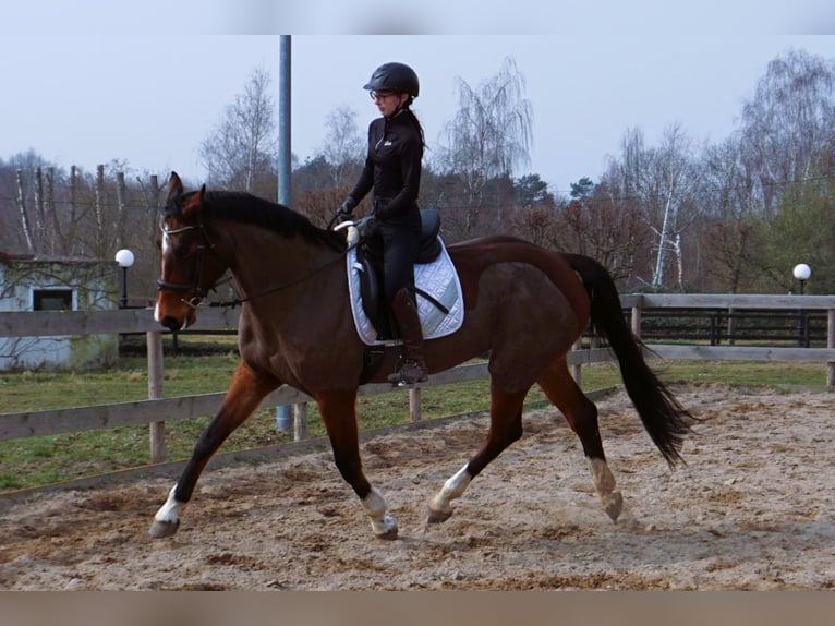 Caballo de salto Oldenburgo Yegua 9 años 172 cm Castaño oscuro in Leipzig