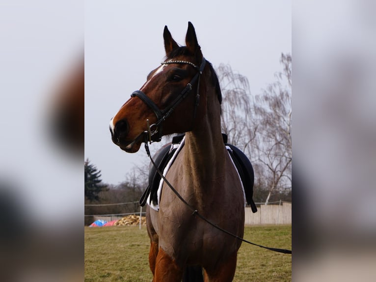 Caballo de salto Oldenburgo Yegua 9 años 172 cm Castaño oscuro in Leipzig