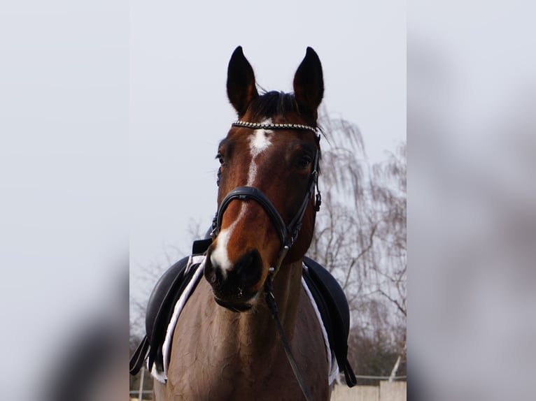 Caballo de salto Oldenburgo Yegua 9 años 172 cm Castaño oscuro in Leipzig