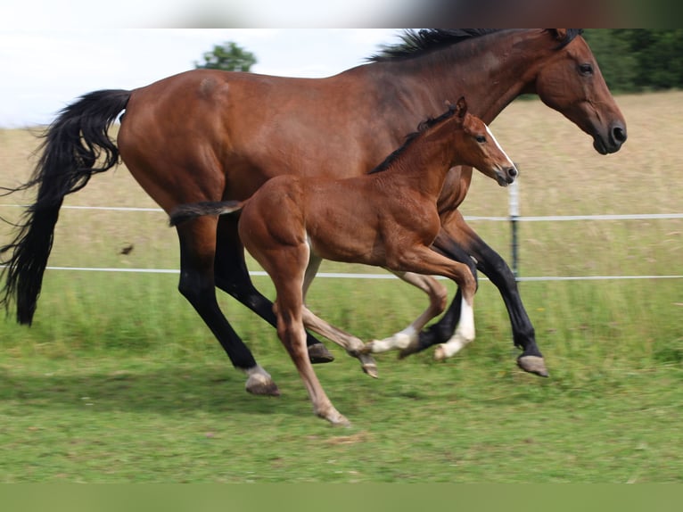 Caballo de salto Oldenburgo Yegua Potro (05/2024) 168 cm Castaño in Morbach