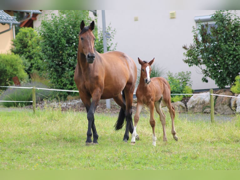 Caballo de salto Oldenburgo Yegua Potro (05/2024) 168 cm Castaño in Morbach