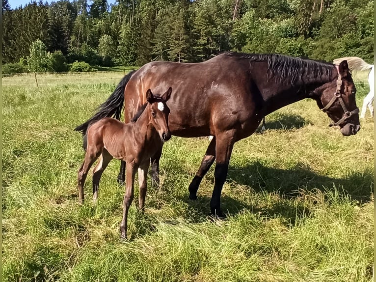 Caballo de salto Oldenburgo Yegua Potro (06/2024) 170 cm Castaño in Dietfurt an der Altmühl