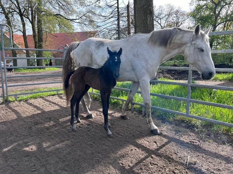 Caballo de salto Oldenburgo Yegua Potro (04/2024) 170 cm Tordo in Nordhorn