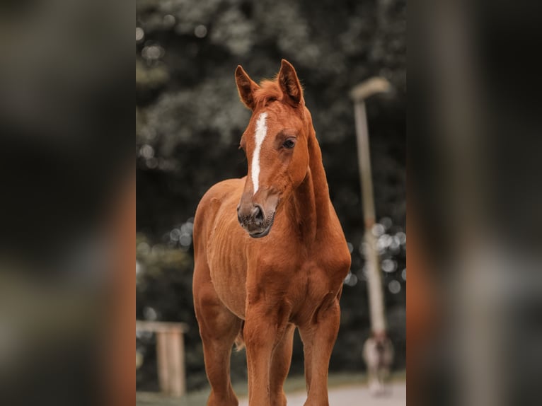 Caballo de salto Oldenburgo Yegua Potro (05/2024) Alazán in Ihlow