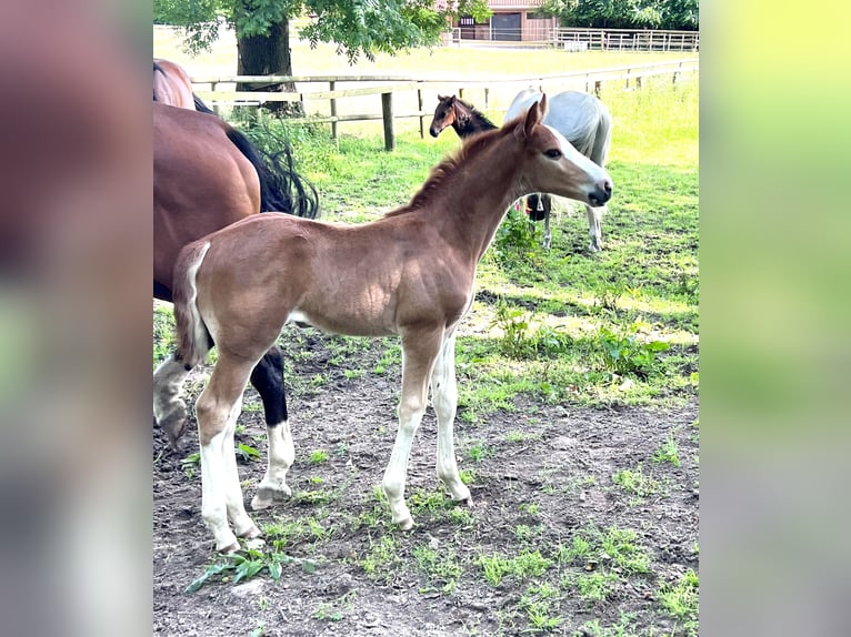 Caballo de salto Oldenburgo Yegua Potro (06/2024) Alazán in Dahlenburg