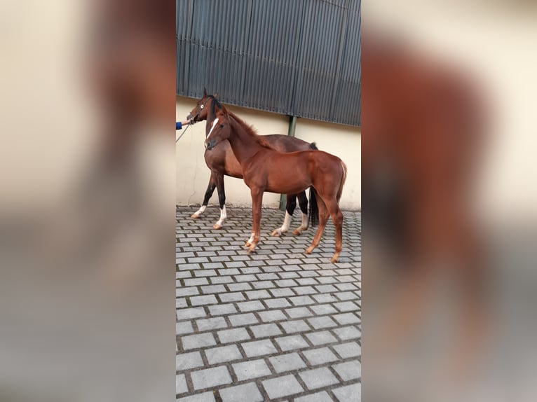 Caballo de salto Oldenburgo Yegua Potro (03/2024) Alazán in Kluse