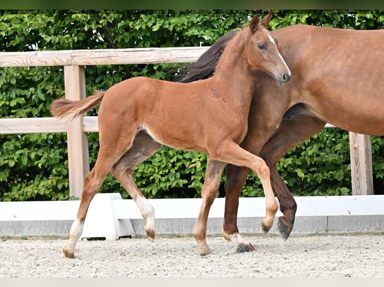 Caballo de salto Oldenburgo Yegua Potro (04/2026) Alazán-tostado in Löningen