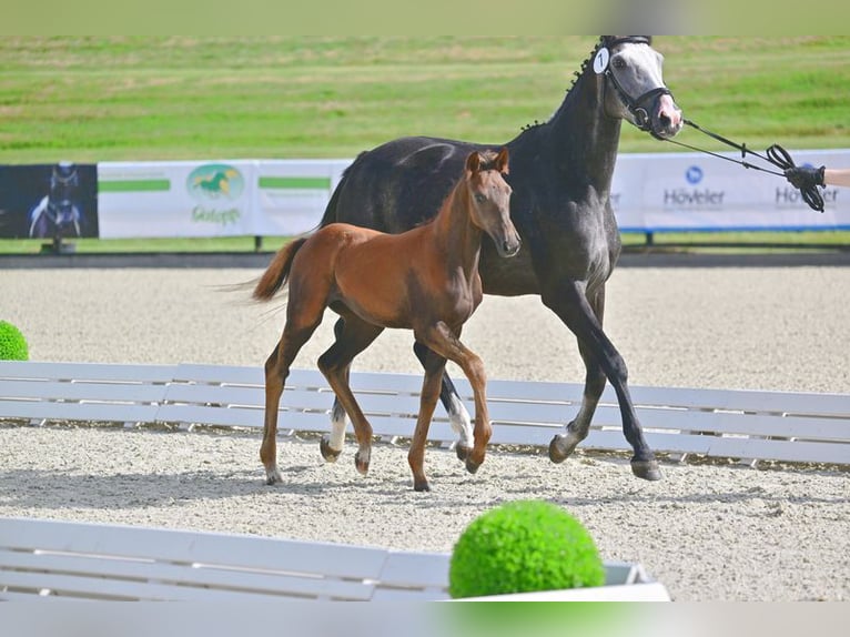 Caballo de salto Oldenburgo Yegua Potro (04/2024) in Töplitz