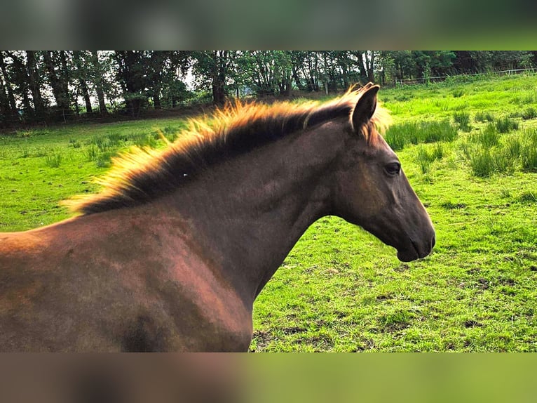 Caballo de salto Oldenburgo Yegua Potro (04/2024) in Töplitz