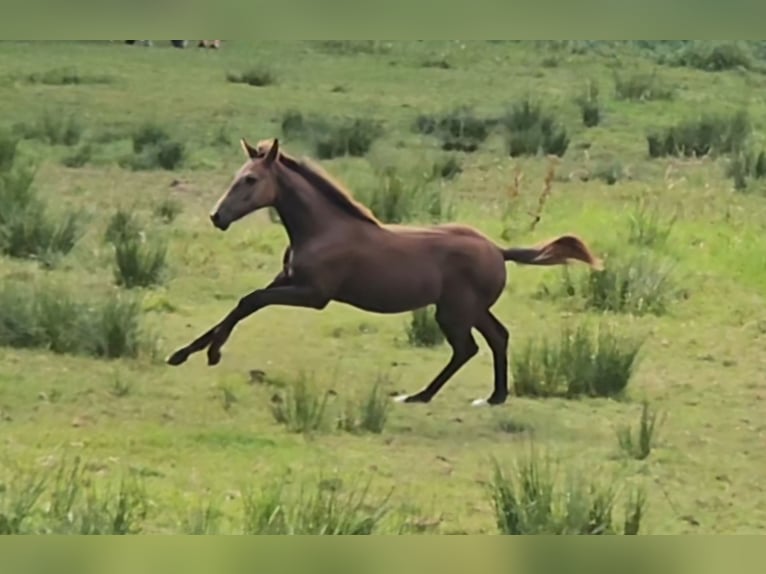 Caballo de salto Oldenburgo Yegua Potro (04/2024) in Töplitz