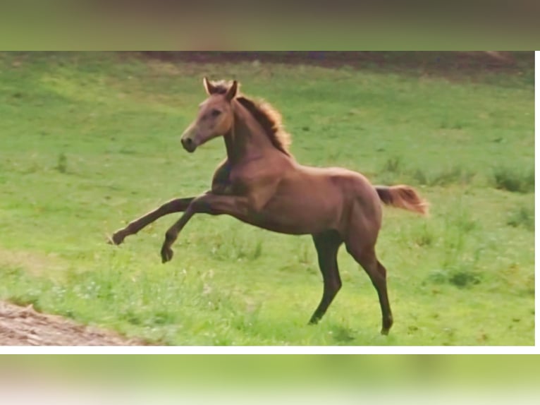 Caballo de salto Oldenburgo Yegua Potro (04/2024) in Töplitz