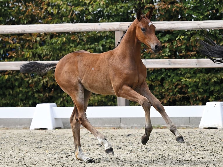 Caballo de salto Oldenburgo Yegua Potro (06/2026)  in Vechta