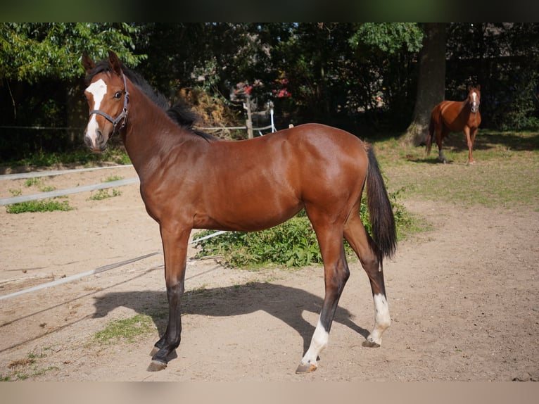 Caballo de salto Oldenburgo Yegua  Castaño in Donnersdorf