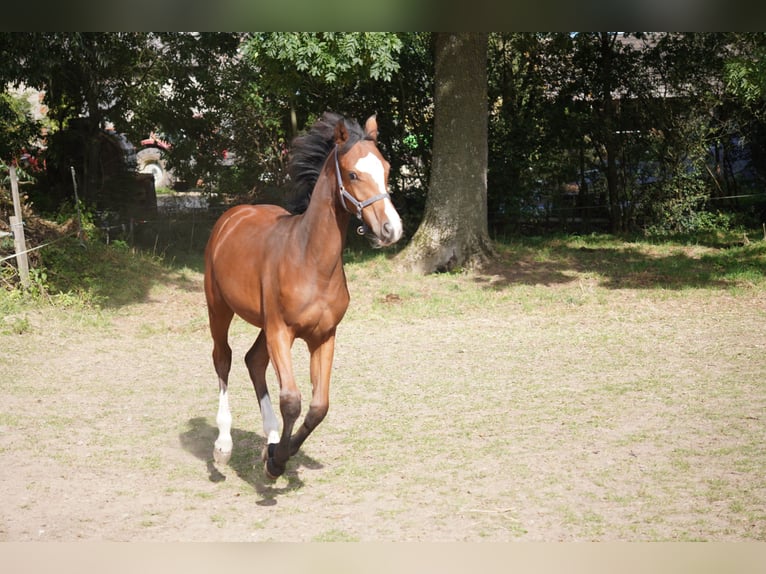 Caballo de salto Oldenburgo Yegua  Castaño in Donnersdorf