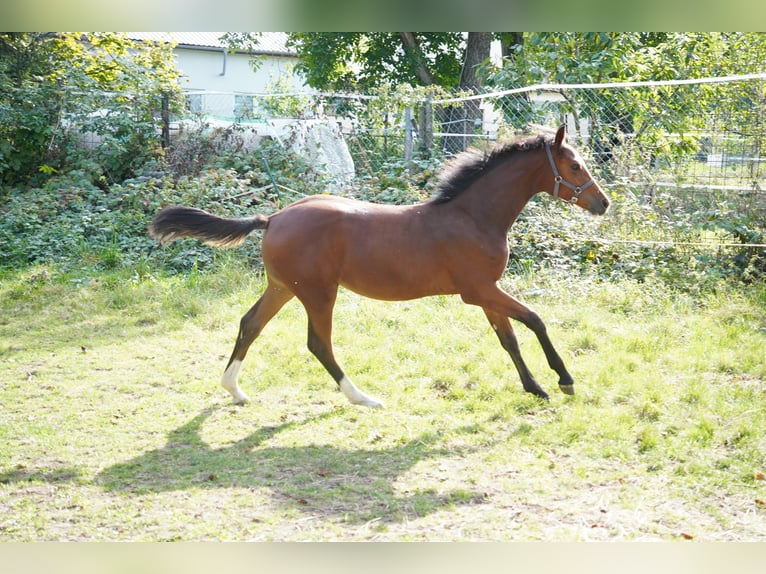 Caballo de salto Oldenburgo Yegua  Castaño in Donnersdorf