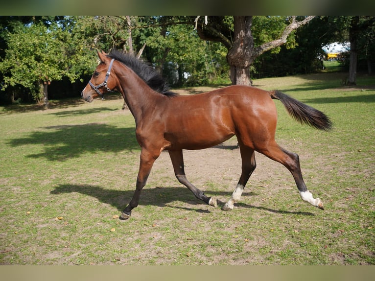 Caballo de salto Oldenburgo Yegua  Castaño in Donnersdorf