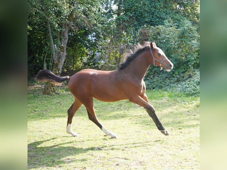 Caballo de salto Oldenburgo Yegua  Castaño in Donnersdorf