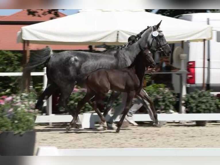 Caballo de salto Oldenburgo Yegua  Castaño oscuro in Gro&#xDF;enkneten
