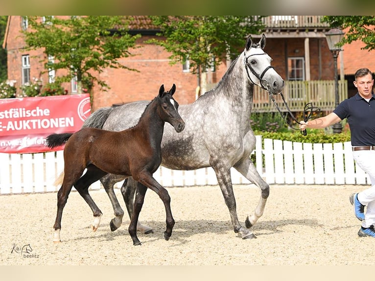 Caballo de salto Oldenburgo Yegua Potro (05/2024) Musgo in Wester-Ohrstedt