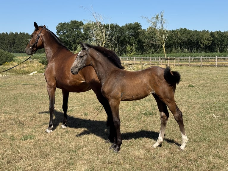 Caballo de salto Oldenburgo Yegua Potro (05/2026) Musgo marrón in Werlte