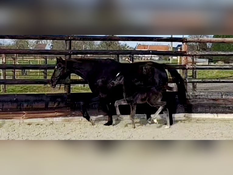 Caballo de salto Oldenburgo Yegua Potro (01/2026) Negro in Limont