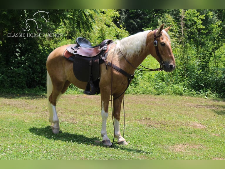 Caballo de silla manchada Caballo castrado 10 años 142 cm Palomino in Whitley City, KY