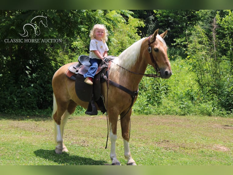 Caballo de silla manchada Caballo castrado 10 años 142 cm Palomino in Whitley City, KY