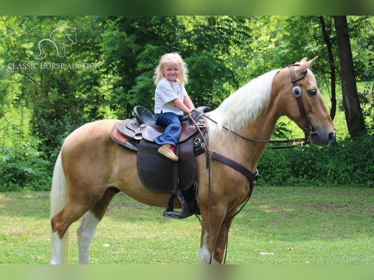 Caballo de silla manchada Caballo castrado 10 años 142 cm Palomino in Whitley City, KY