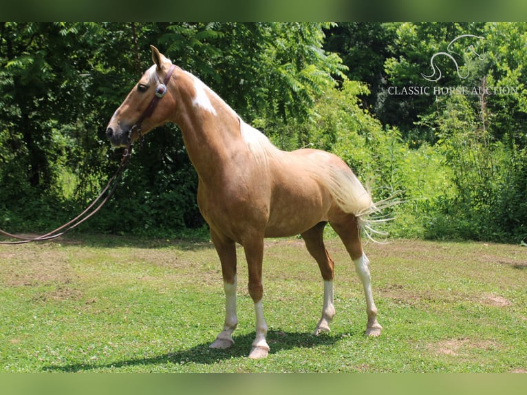 Caballo de silla manchada Caballo castrado 10 años 142 cm Palomino in Whitley City, KY