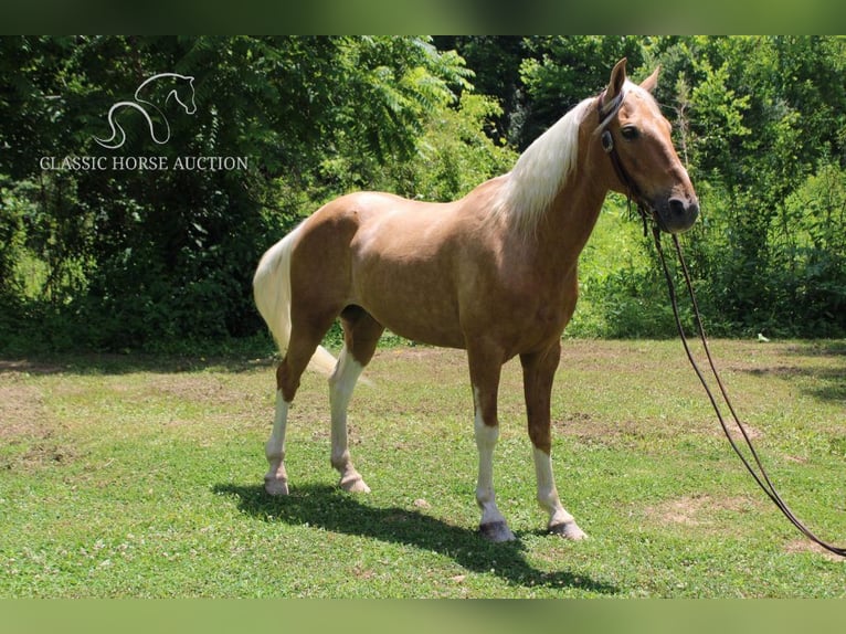 Caballo de silla manchada Caballo castrado 10 años 142 cm Palomino in Whitley City, KY