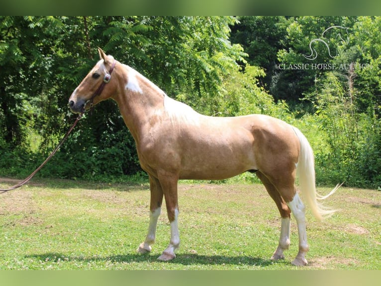 Caballo de silla manchada Caballo castrado 10 años 142 cm Palomino in Whitley City, KY