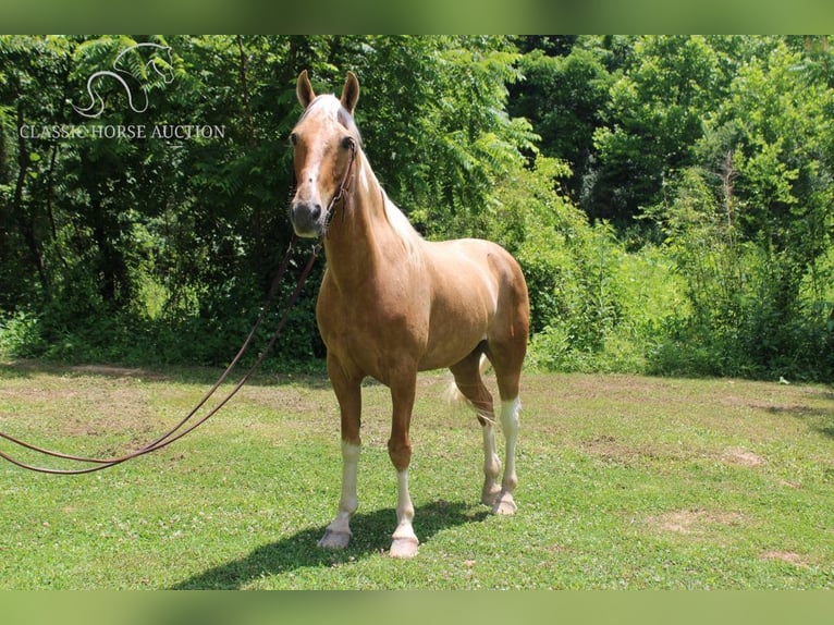 Caballo de silla manchada Caballo castrado 10 años 142 cm Palomino in Whitley City, KY