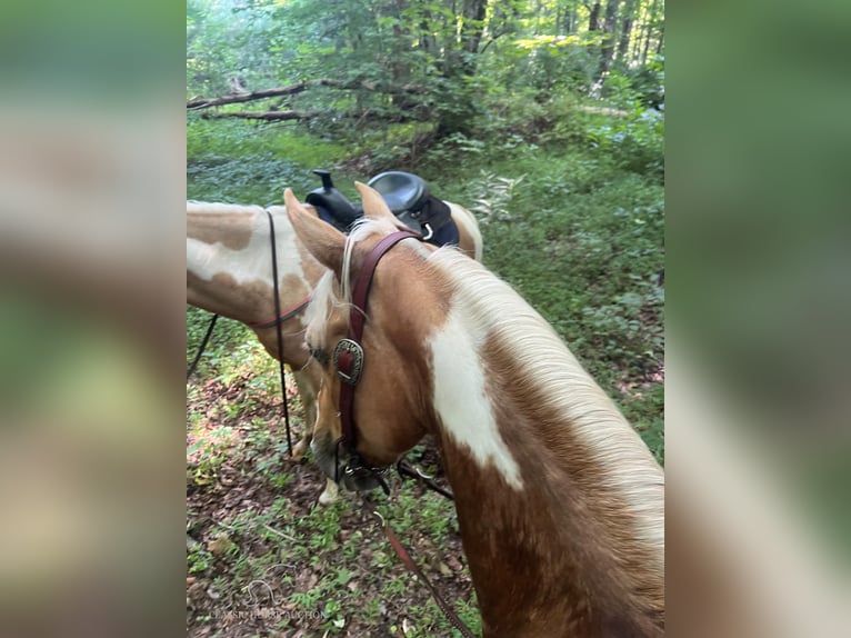 Caballo de silla manchada Caballo castrado 10 años 142 cm Palomino in Whitley City, KY