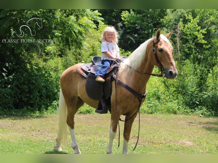 Caballo de silla manchada Caballo castrado 10 años 142 cm Palomino in Whitley City, KY