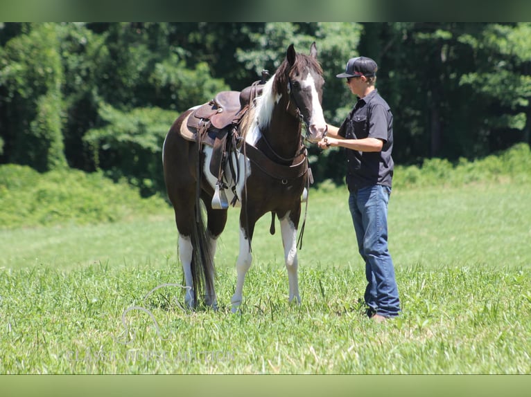 Caballo de silla manchada Caballo castrado 10 años 152 cm Tobiano-todas las-capas in Whitley CitY, KY