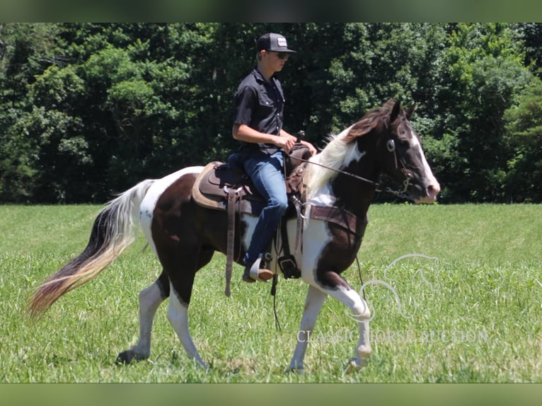 Caballo de silla manchada Caballo castrado 10 años 152 cm Tobiano-todas las-capas in Whitley CitY, KY