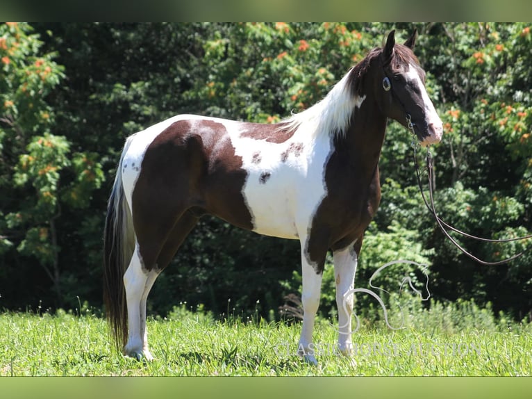 Caballo de silla manchada Caballo castrado 10 años 152 cm Tobiano-todas las-capas in Whitley CitY, KY